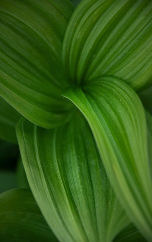 green leaf Wallpaper 1752x2800