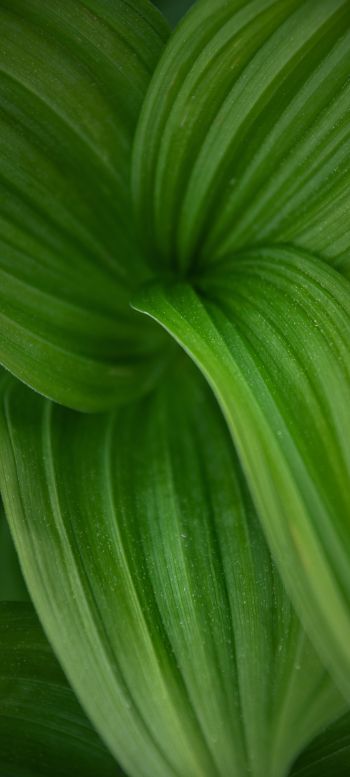 green leaf Wallpaper 1080x2400