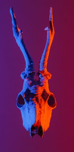 skull, horns Wallpaper 1080x2220