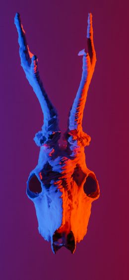 skull, horns Wallpaper 1080x2340