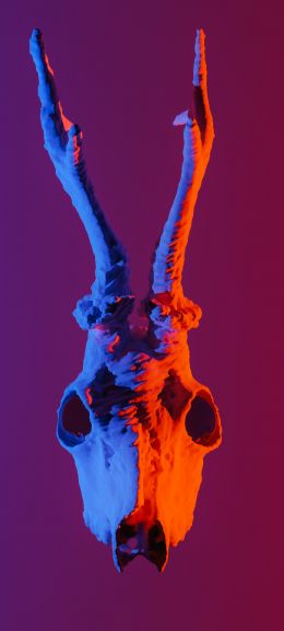 skull, horns Wallpaper 1440x3200