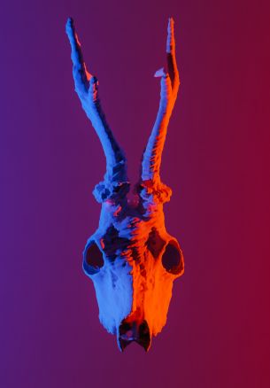 skull, horns Wallpaper 1640x2360