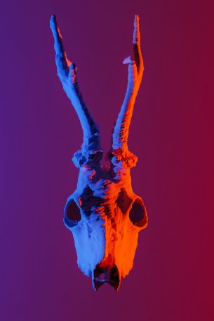 skull, horns Wallpaper 640x960