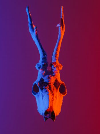skull, horns Wallpaper 1620x2160