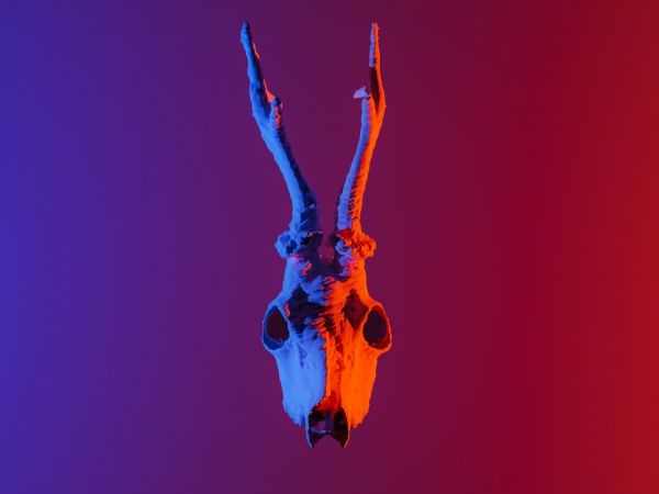 skull, horns Wallpaper 800x600