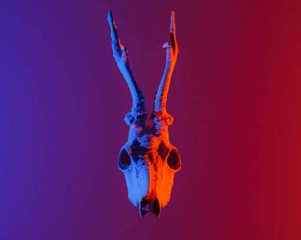 skull, horns Wallpaper 1280x1024