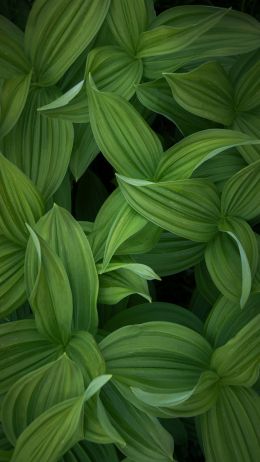 green leaves Wallpaper 1440x2560