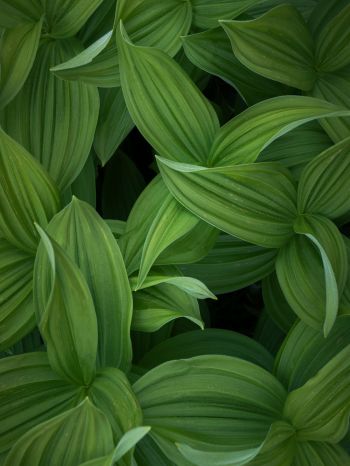green leaves Wallpaper 1620x2160