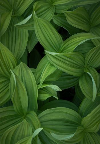 green leaves Wallpaper 1668x2388