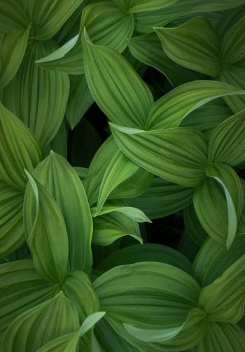 green leaves Wallpaper 1640x2360