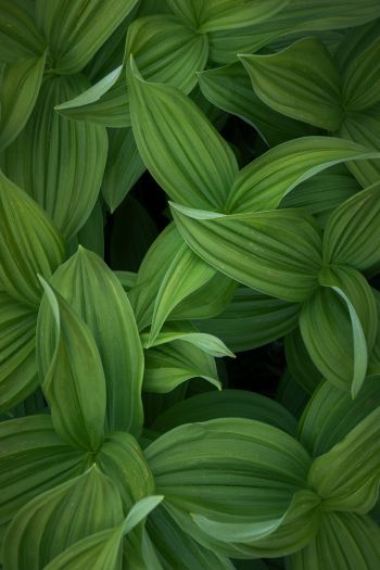 green leaves Wallpaper 640x960