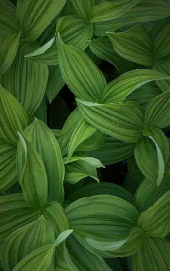 green leaves Wallpaper 1752x2800