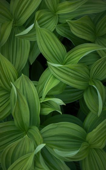 green leaves Wallpaper 1600x2560
