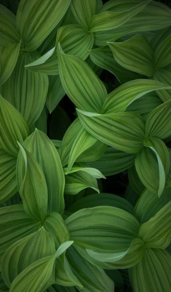 green leaves Wallpaper 600x1024