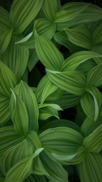 green leaves Wallpaper 640x1136