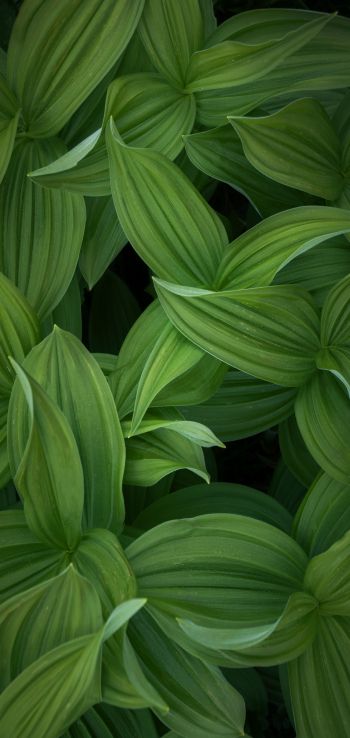 green leaves Wallpaper 720x1520