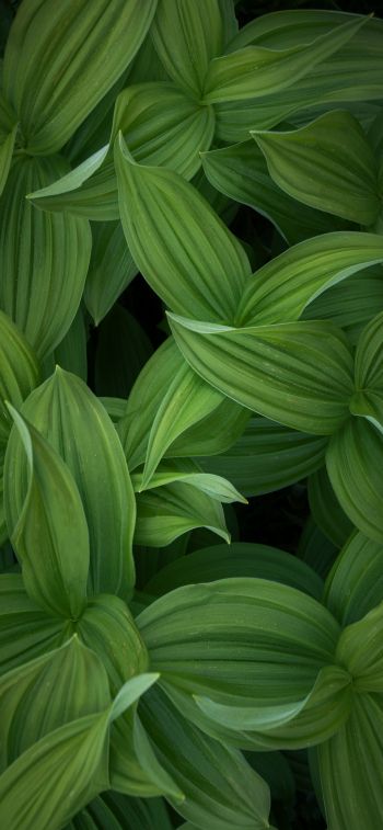 green leaves Wallpaper 828x1792