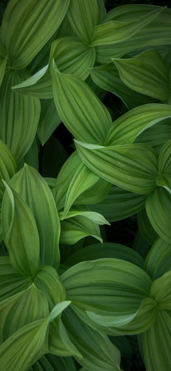 green leaves Wallpaper 1080x2340