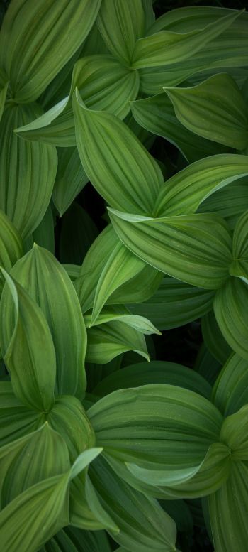 green leaves Wallpaper 1080x2400