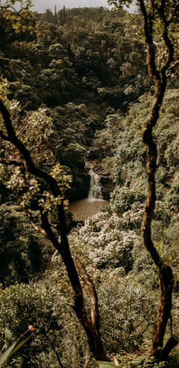 waterfall, forest Wallpaper 1080x2220