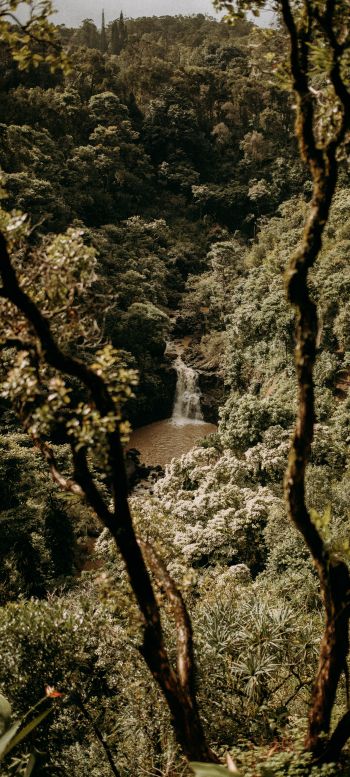 waterfall, forest Wallpaper 1080x2400