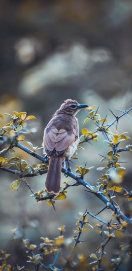 bird, nature Wallpaper 1080x2220
