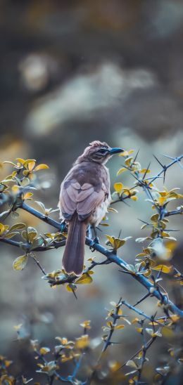 bird, nature Wallpaper 720x1520