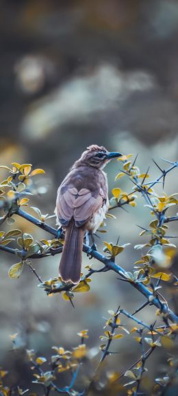 bird, nature Wallpaper 720x1600