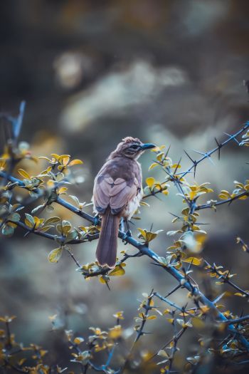 bird, nature Wallpaper 640x960