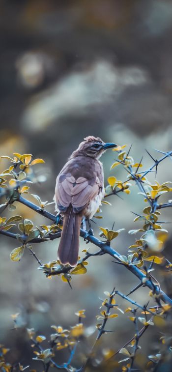 bird, nature Wallpaper 1170x2532