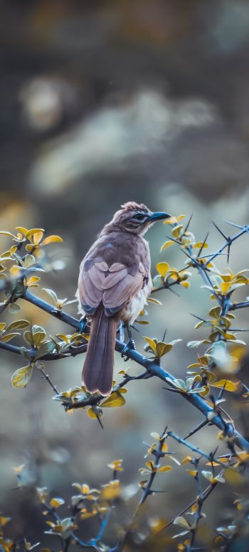 bird, nature Wallpaper 1080x2400