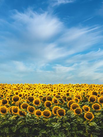 sky, sunflowers Wallpaper 1668x2224