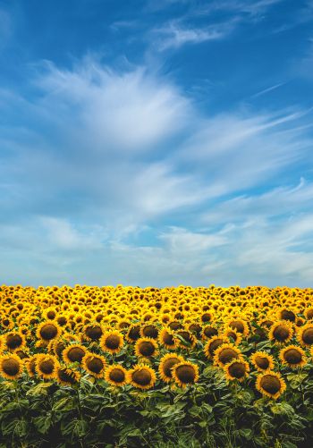 sky, sunflowers Wallpaper 1668x2388