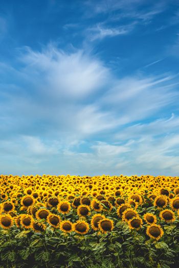 sky, sunflowers Wallpaper 640x960