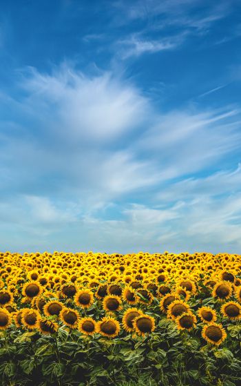 sky, sunflowers Wallpaper 1752x2800