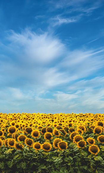 sky, sunflowers Wallpaper 1200x2000