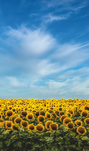 sky, sunflowers Wallpaper 600x1024