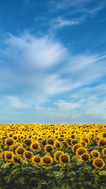 sky, sunflowers Wallpaper 640x1136