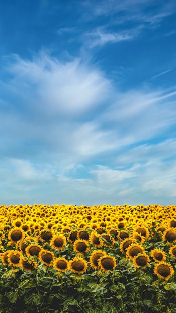 sky, sunflowers Wallpaper 750x1334