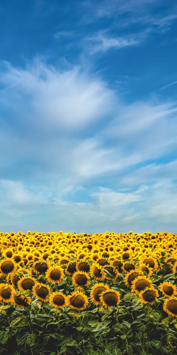 sky, sunflowers Wallpaper 720x1440