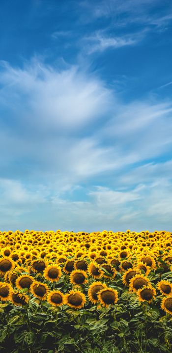 sky, sunflowers Wallpaper 1440x2960