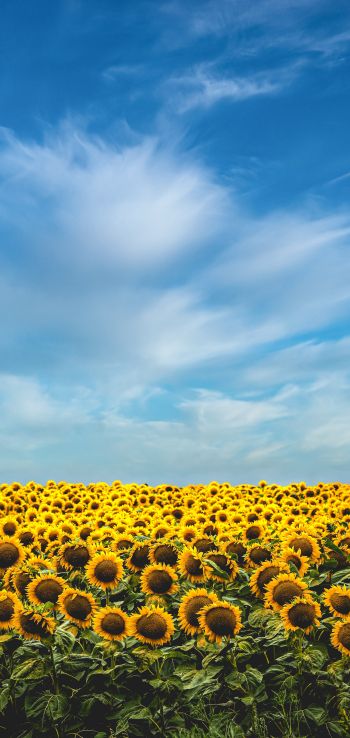 sky, sunflowers Wallpaper 1440x3040