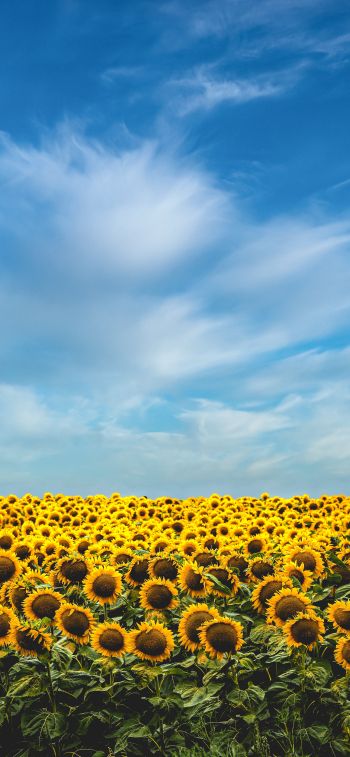 sky, sunflowers Wallpaper 828x1792