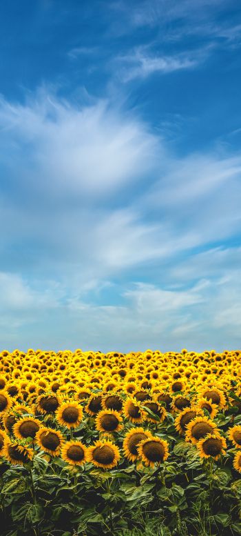 sky, sunflowers Wallpaper 720x1600