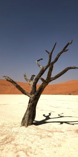 Namibia, dead tree, desert Wallpaper 720x1440