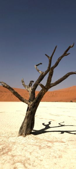 Namibia, dead tree, desert Wallpaper 1080x2400