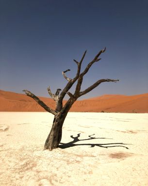 Namibia, dead tree, desert Wallpaper 3024x3813