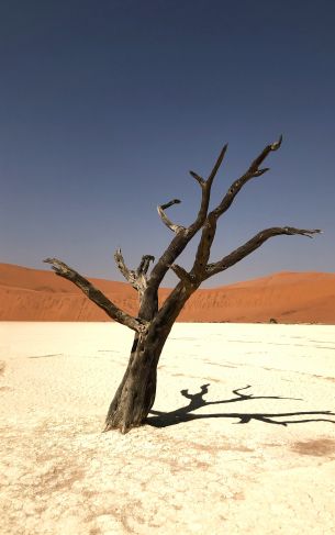 Namibia, dead tree, desert Wallpaper 1752x2800