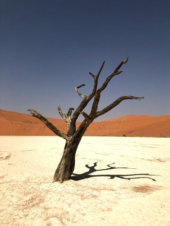 Namibia, dead tree, desert Wallpaper 1668x2224
