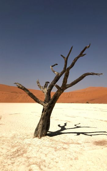 Namibia, dead tree, desert Wallpaper 1600x2560